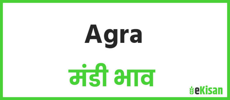Agra mandi bhav