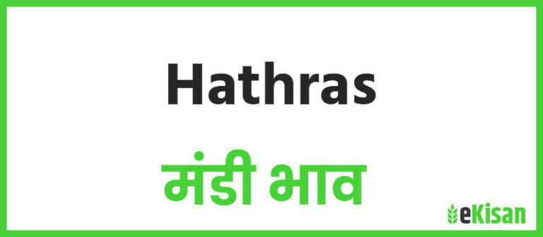 Hathras mandi bhav